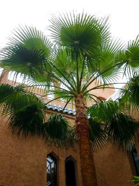 Riad Zahir مراكش المظهر الخارجي الصورة
